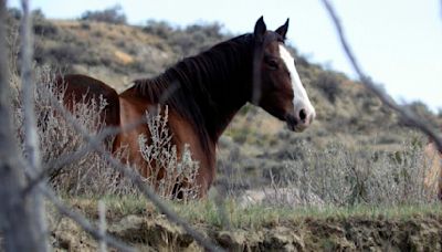 Next steps for managing national park horses unclear; group pushes federal protection