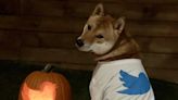 Dogecoin price surges as Elon Musk hints of Twitter integration