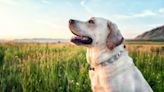 Young Couple Adopts Senior Lab Mix After Grandmother's Death and Everyone's in Tears