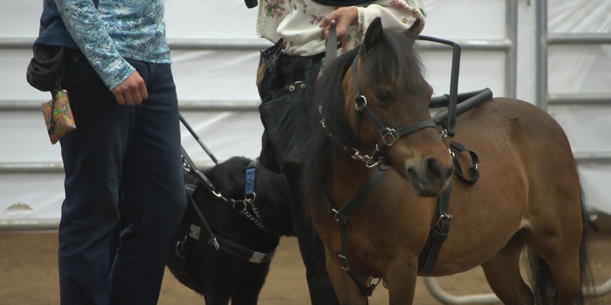 Mini horse competition hosted at WKU, showcases service horse nonprofit