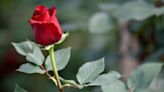 Scientists traced roses’ thorny origins and solved a 400 million-year-old mystery