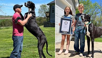 Kevin, the world’s tallest dog, dies weeks after claiming Guinness title - National | Globalnews.ca