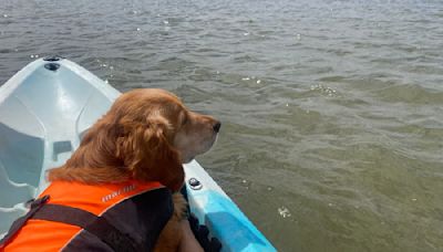 Incredible Rescue of Stranded Sailor and Golden Retriever From Gulf of Mexico Is Jaw-Dropping