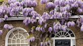 How to keep wisteria blooming all summer