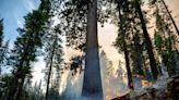 Washburn Fire threatens Yosemite’s ancient Mariposa Grove of Giant Sequoias, some thousands of years old