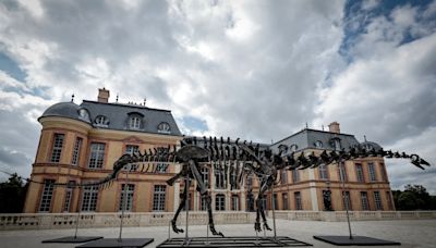 Apatosaurio: el fósil de dinosaurio más grande jamás vendido en una subasta