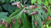 ‘Night of the Living Dead’: 1.5 million cicadas per square acre emerge from the dirt