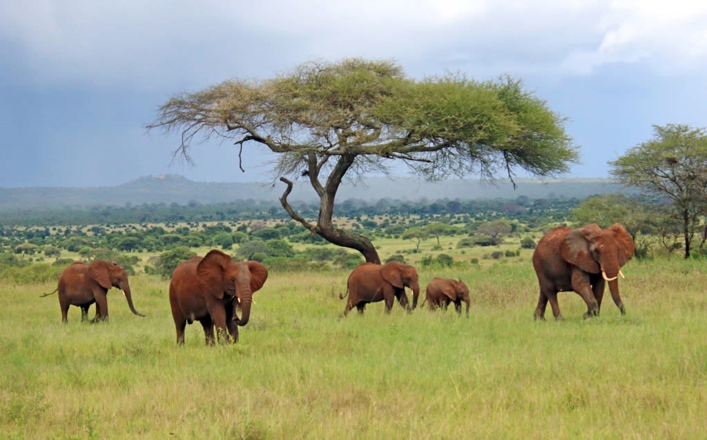 Gerald Winegrad: Reflections on wildlife conservation after African safari | COMMENTARY