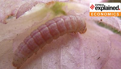 Scourge of the pink bollworm, and why cotton farmers struggle to deal with it