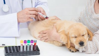 Cómo es que los perros y gatos pueden donar sangre: deben cumplir con algunas condiciones