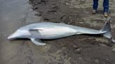 Dolphin found shot to death on Louisiana beach, NOAA offering $20k reward to find killer