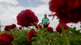 Beautiful peony farms sits in the Hills of Chillicothe