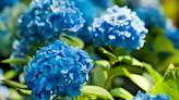 Hydrangeas and roses grow bigger and better blooms with one kitchen scrap item