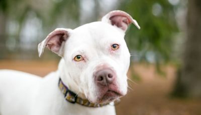 Deaf Dog Who Works in School Music Room Is Every Student's Favorite 'Teacher'