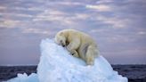 An amazing photo of a polar bear napping on an iceberg is driving a conversation about the climate crisis