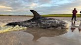 Members of the public help save stranded dolphins in Orkney