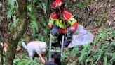 Dos niños fueron rescatados de una quebrada tras intentar rescatar a sus perritos