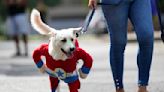 Dogs in costumes take over at Rio Carnival street party