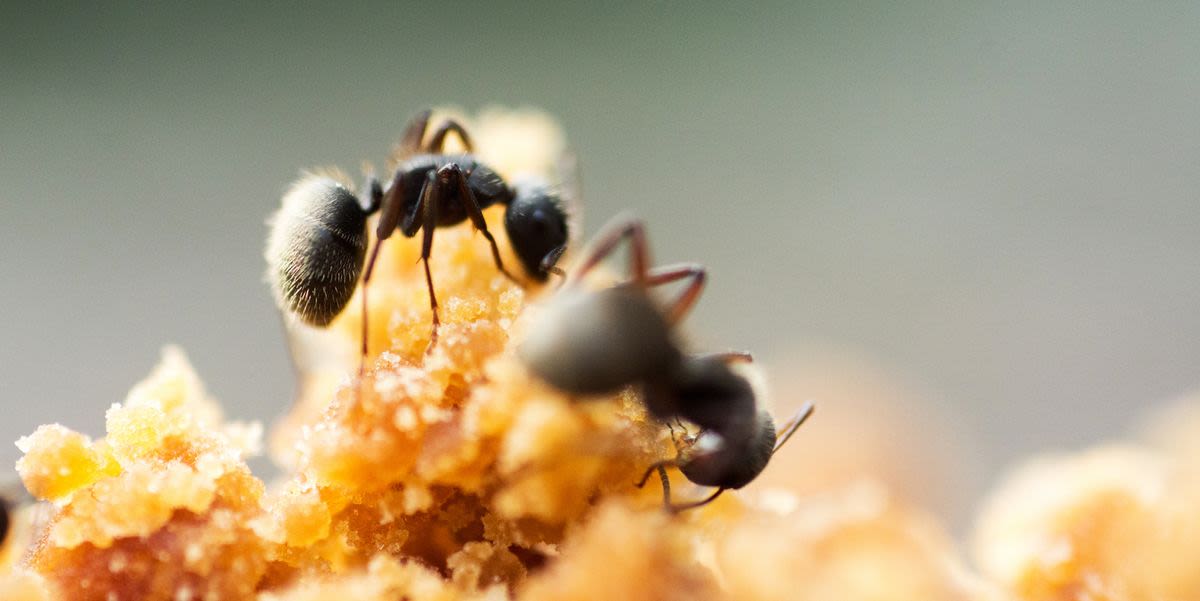 Here's How to Get Rid of Sugar Ants Fast, According to the Pros