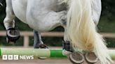 Irish Army horse failed drug test at NI showjumping event