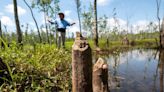 In Horry County, beavers cause major flooding. Rapid growth is making it worse