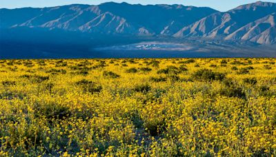 Photos Show Wildflower Superbloom Covering Death Valley in California