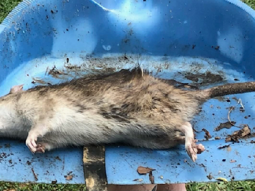 Neighbors say one house is causing rodent trouble for other residents - WBBJ TV