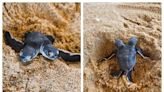 Two-headed sea turtle hatches in Terengganu to excitement of Instagram users