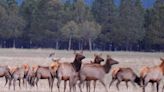 MT FWP seeks tips on cow elk poached near Victor