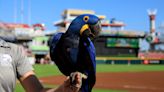 What foul-mouthed parrots can teach us about animal mimicry