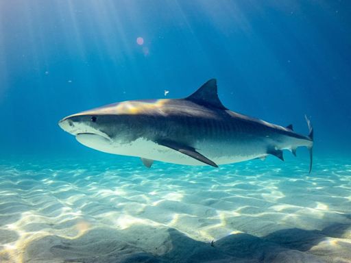 Off-Duty Cop Uses Dog Leash to Save NSW Surfer Bitten by Shark