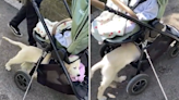 Golden retriever finds hilarious way to use baby stroller to his advantage