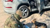 SBU arrest man who allegedly spied on Ukrainian positions while walking dog