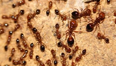 Santa Barbara County responding to infestation of red imported fire ants in Montecito