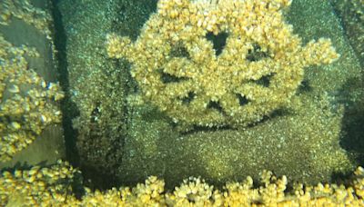 'Mojave' Shipwreck near Sheboygan added to National Register of Historic Places