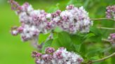 Lilacs blooming in Allegany
