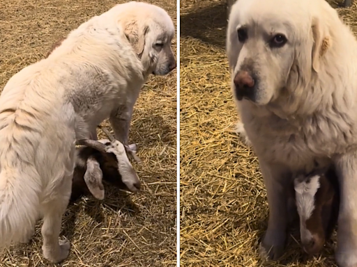 Livestock dog takes his duties a little too seriously when in 'guard mode'