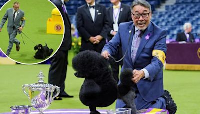 Sage the dapper poodle takes home ‘Best in Show’ at Westminster Dog Show
