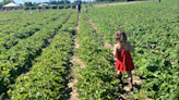 Farms, stands to go for you-pick and prepicked berries around Salem