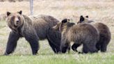 Man Charged with Killing Two Adult Grizzlies and Two Cubs While Shed Hunting in Wyoming