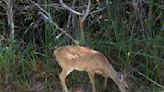 Climate change threatens habitat of Key Deer, other native species