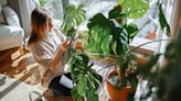 The 20 houseplants that are hardest to kill
