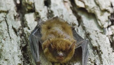 Bat with rabies found in Washtenaw County: What to know