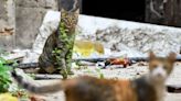 150隻棄貓垂死阿聯沙漠 PETA要求當局制裁