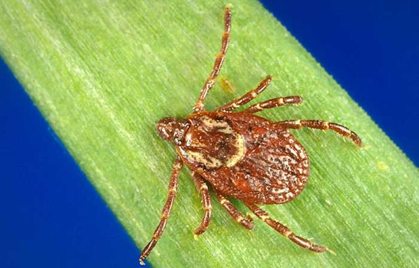 4 worst ticks in Greenville, South Carolina: What to know about Lyme disease symptoms