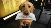 Philadelphia Flyers, Pittsburgh Penguins to have dogs compete in NHL’s “Stanley Pup”