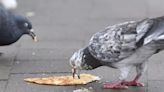 Stop pigeons plaguing your garden with a simple junk item they see dangerous