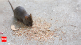 Hantavirus: Deadly rat disease claims lives in the US, are there cases in India as well? - Times of India