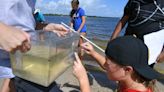 Environmental groups still need Giving Days donations to help clean Indian River Lagoon
