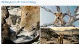 "Mufasa": Se filtra la primera imagen de la precuela de "El Rey León"